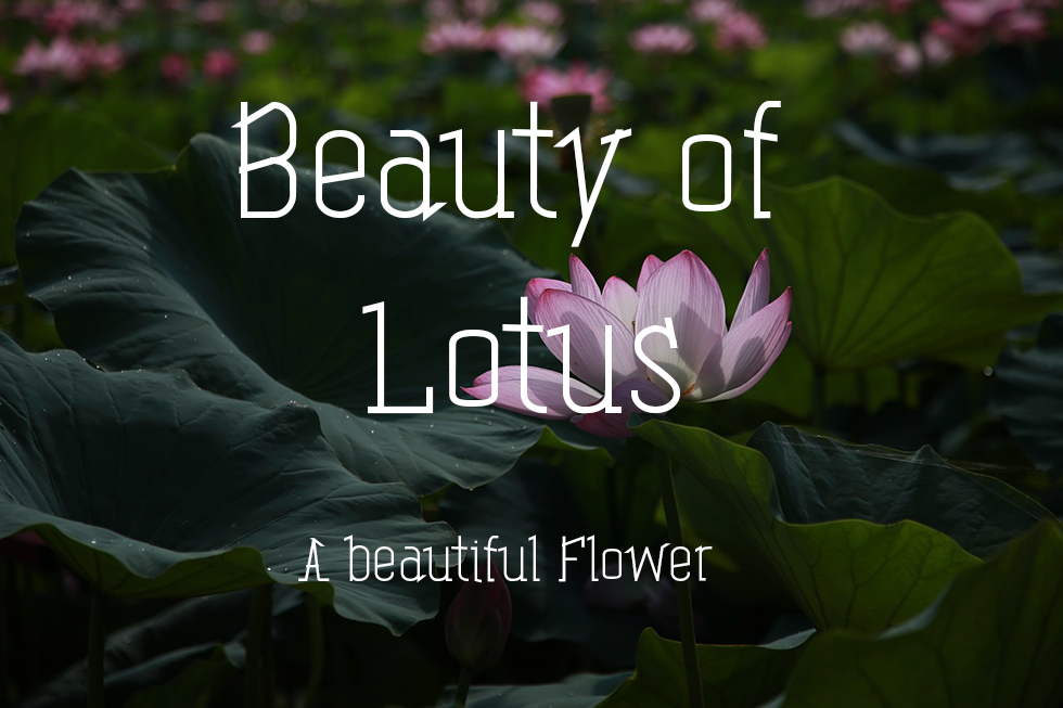 lotus-tipals-font